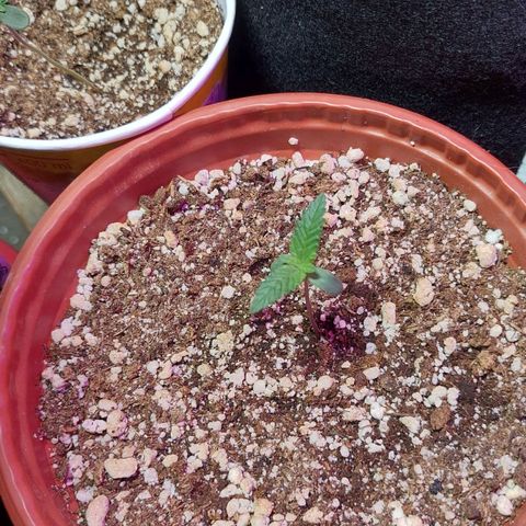 Moby Dick  growlog photo: Plata 1