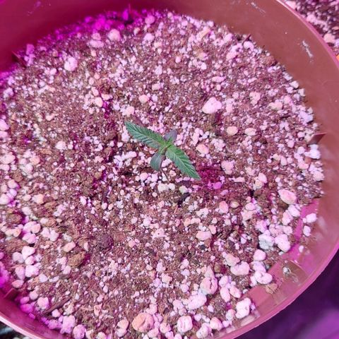 Moby Dick  growlog photo: Plata 2