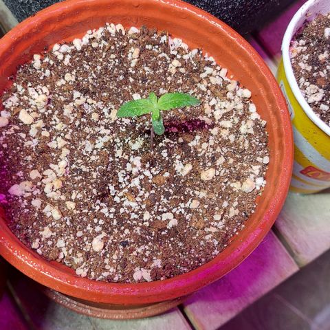 Moby Dick  growlog photo: Planta 1