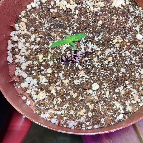 Moby Dick  growlog photo: Planta 2