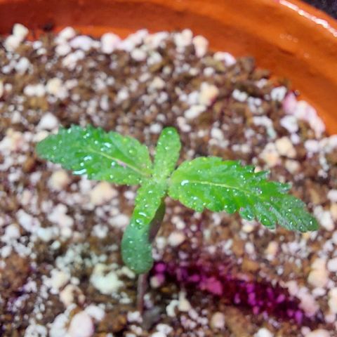 Moby Dick  growlog photo: Plata 1