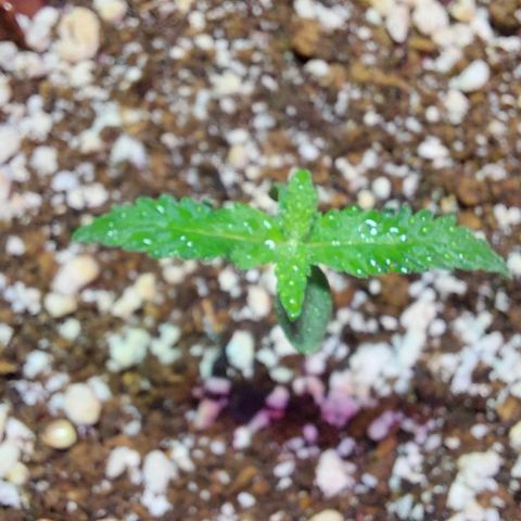Moby Dick  growlog photo: Planta 2