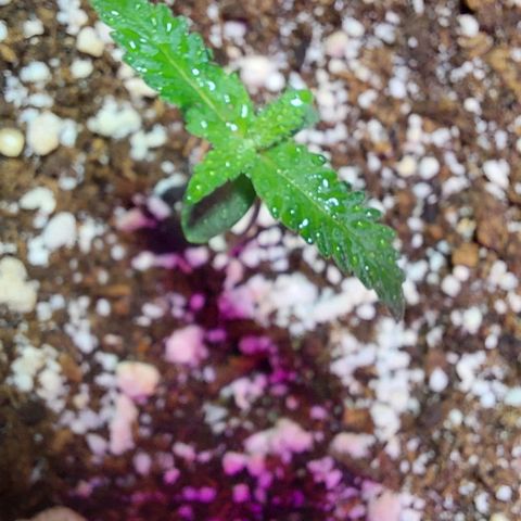 Moby Dick  growlog photo: Planta 2