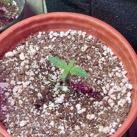 Moby Dick  growlog photo: Planta 1