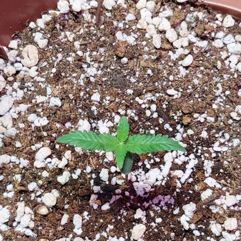 Moby Dick  growlog photo: Planta 2