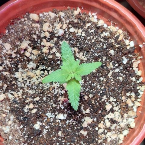 Moby Dick  growlog photo: Planta 1