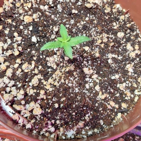 Moby Dick  growlog photo: Planta 2