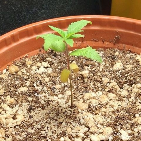 Moby Dick  growlog timeline photo