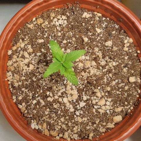 Moby Dick  growlog photo: Planta 1