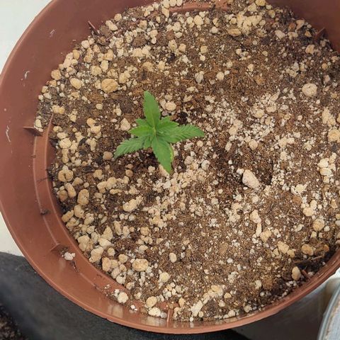 Moby Dick  growlog photo: Planta 2