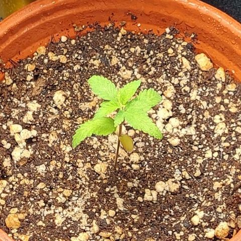 Moby Dick  growlog photo: Planta 1