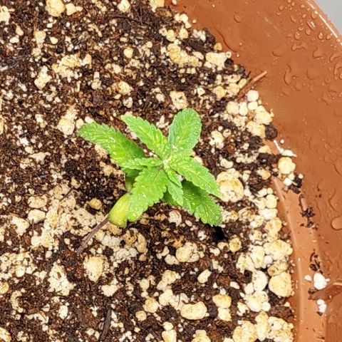 Moby Dick  growlog photo: Planta 2
