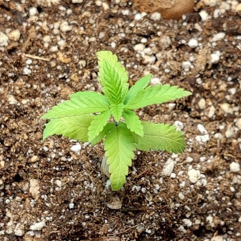 Moby Dick  growlog timeline photo