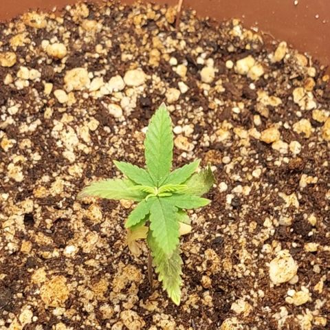 Moby Dick  growlog timeline photo