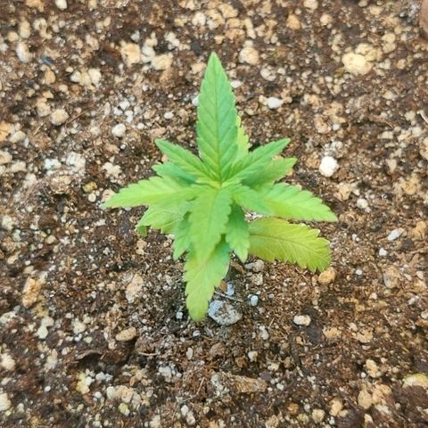 Moby Dick  growlog photo: Planta 1