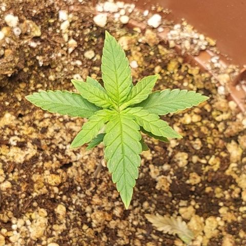 Moby Dick  growlog photo: Planta 2