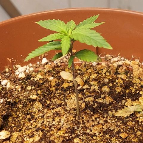 Moby Dick  growlog photo: Planta 2