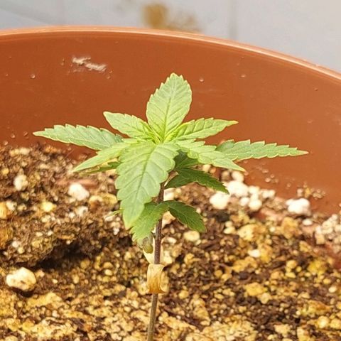 Moby Dick  growlog photo: Planta 2