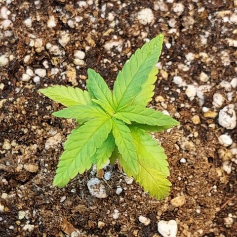 Moby Dick  growlog photo: Planta 1
