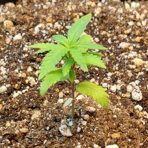Moby Dick  growlog photo: Planta 1
