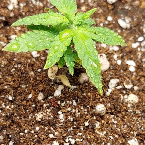 Moby Dick  growlog photo: Planta 2