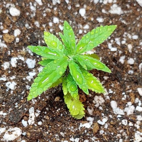 Moby Dick  growlog photo: Planta 1