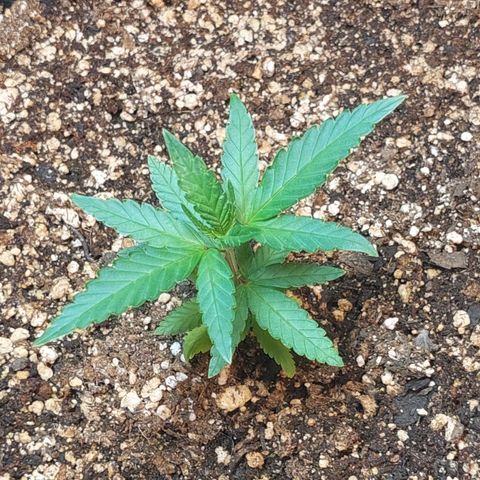 Moby Dick  growlog photo: Planta 1