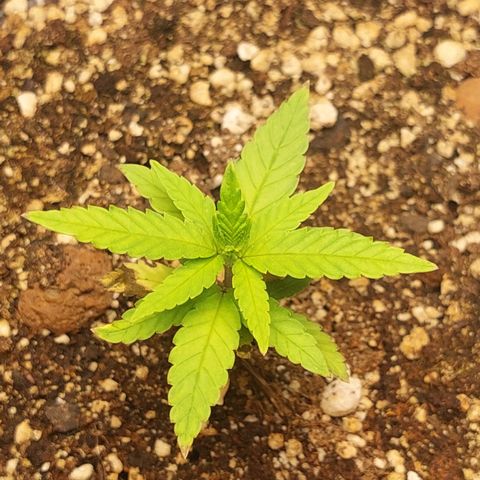 Moby Dick  growlog photo: Planta 2