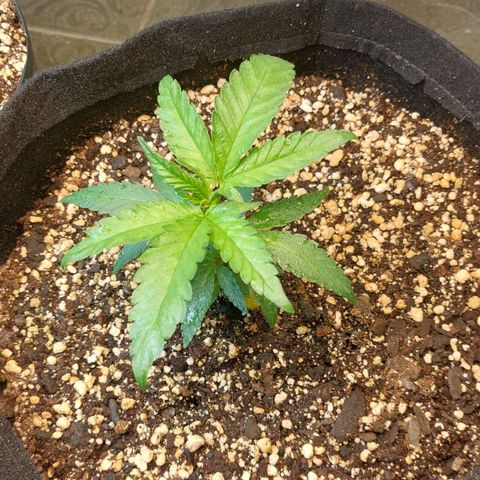 Moby Dick  growlog photo: Planta 1