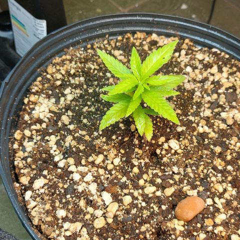 Moby Dick  growlog photo: Planta 2