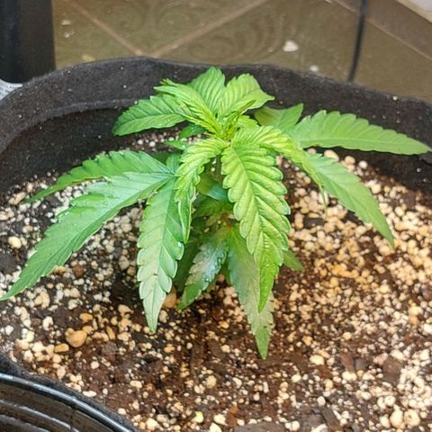 Moby Dick  growlog photo: Planta 1
