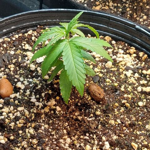 Moby Dick  growlog photo: Planta 2