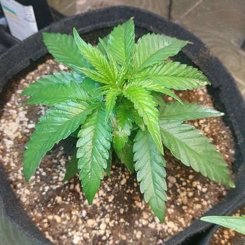 Moby Dick  growlog photo: Planta 1