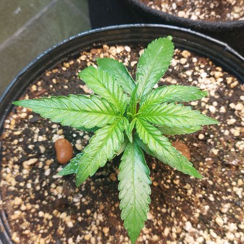 Moby Dick  growlog photo: Planta 2