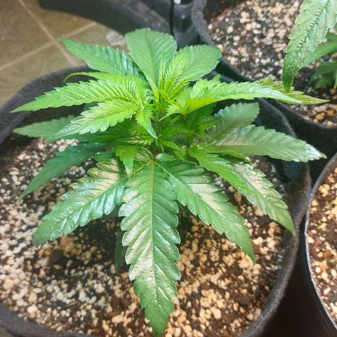 Moby Dick  growlog timeline photo