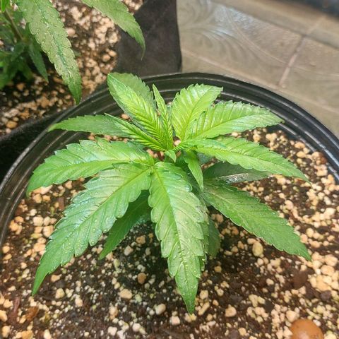 Moby Dick  growlog timeline photo
