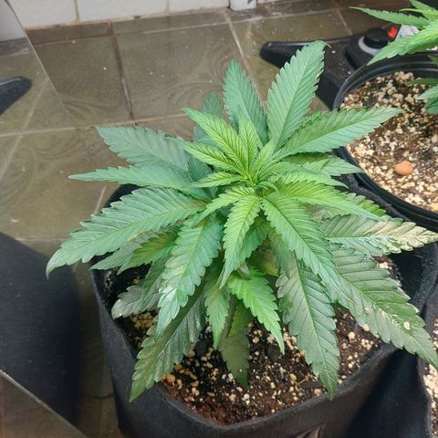Moby Dick  growlog photo: Planta 1