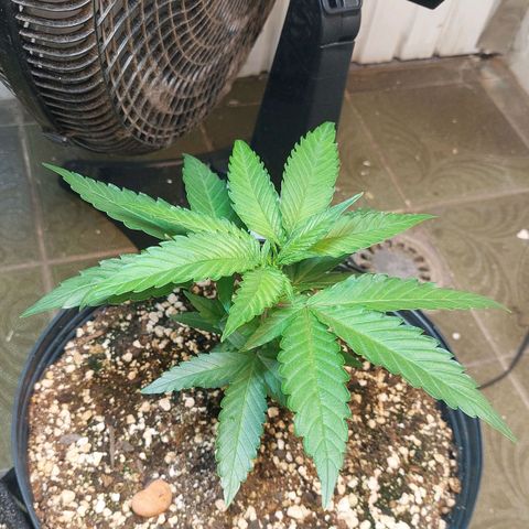 Moby Dick  growlog photo: Planta 2