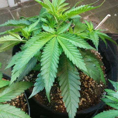 Moby Dick  growlog photo: Planta 1
