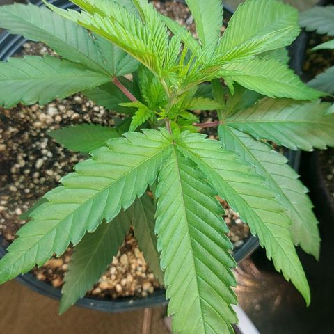 Moby Dick  growlog photo: Planta 2
