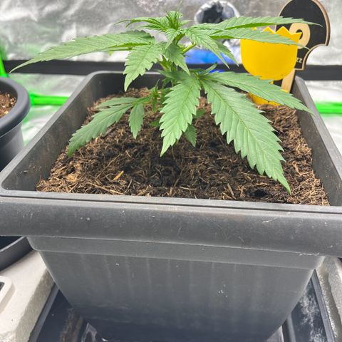 Royal Cookies Automatic growlog timeline photo