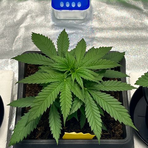 Royal Cookies Automatic growlog timeline photo