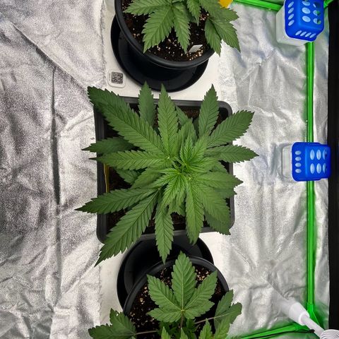 Royal Cookies Automatic growlog timeline photo