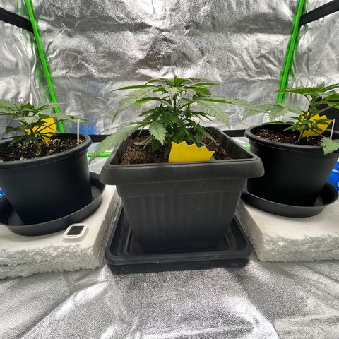 Royal Cookies Automatic growlog timeline photo