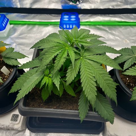 Royal Cookies Automatic growlog timeline photo