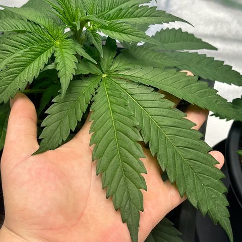Royal Cookies Automatic growlog timeline photo