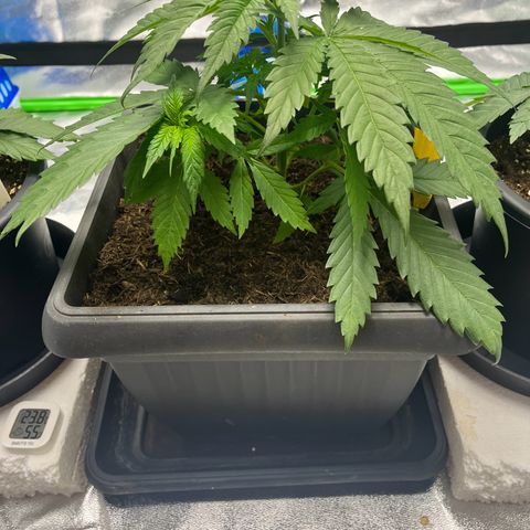 Royal Cookies Automatic growlog timeline photo