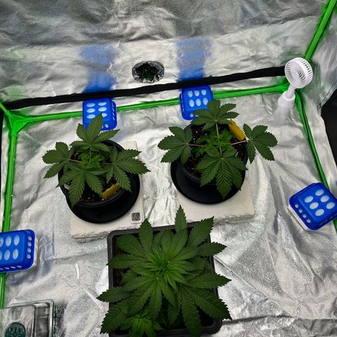 Royal Cookies Automatic growlog photo: Kopf ab von den Femis, Auto nur unten rum 2 Blätter weg gemacht