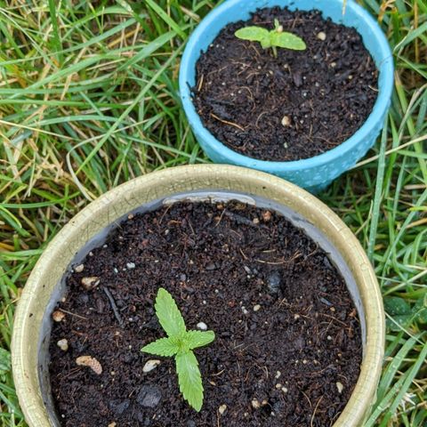 Outdoor  #1 growlog timeline photo
