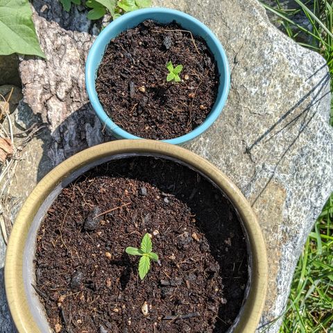 Outdoor  #1 growlog timeline photo